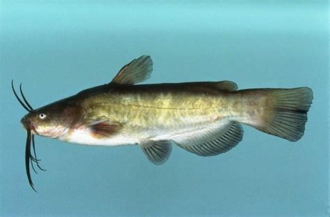Our Brown Bullheads have a beautiful marbled pattern as adults. . Live bullhead catfish for sale